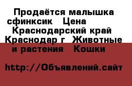 Продаётся малышка сфинксик › Цена ­ 5 000 - Краснодарский край, Краснодар г. Животные и растения » Кошки   